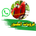 قروب واتس اب بيع وشراء الطيور