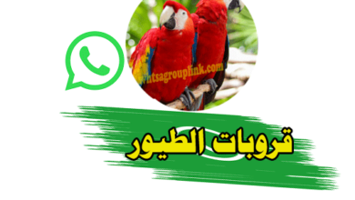 قروب واتس اب بيع وشراء الطيور